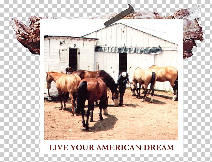 White River Ranch Themar Cattle South Thuringia Riesling Grüner Veltliner PNG, Clipart, American Dream, Cattle, Cattle Like Mammal, Livestock, Midwestern United States Free PNG Download