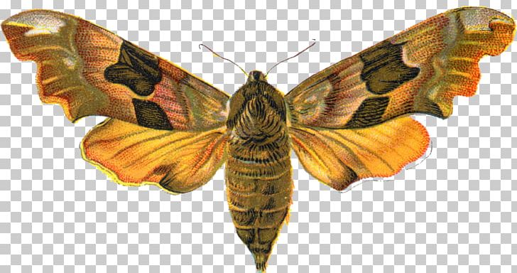 Butterfly Insect Animal Moth PNG, Clipart, Animal, Arthropod, Bombycidae, Brush Footed Butterfly, Butterflies And Moths Free PNG Download