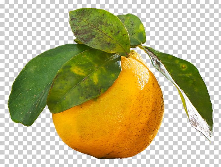 Clementine Mandarin Orange Lemon Rangpur Lime PNG, Clipart, Bergamot, Bitter Orange, Calamondin, Citric Acid, Citron Free PNG Download