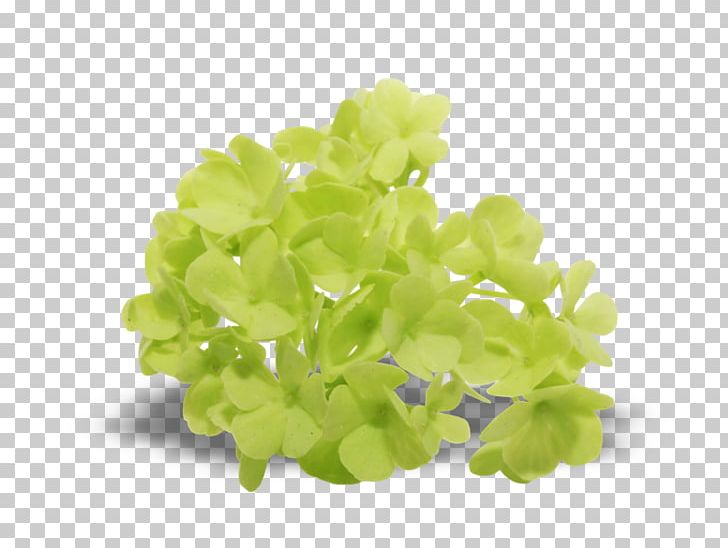 Leaf Vegetable Lilac PNG, Clipart, Leaf Vegetable, Lilac, Natali, Nature Free PNG Download