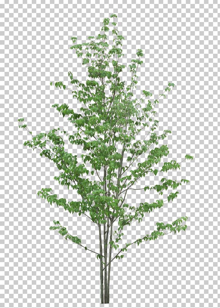 Twig Tree Leaf Fundal PNG, Clipart, Animation, Bamboo, Birch, Branch, Ficus Virens Var Sublanceolata Free PNG Download