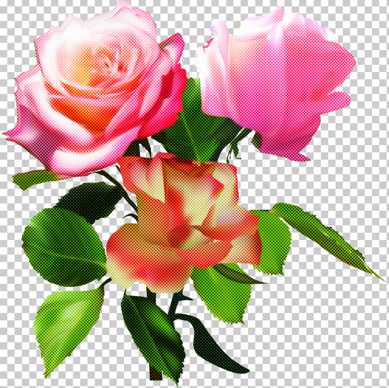 Garden Roses PNG, Clipart, Artificial Flower, Bouquet, Cut Flowers, Floribunda, Flower Free PNG Download