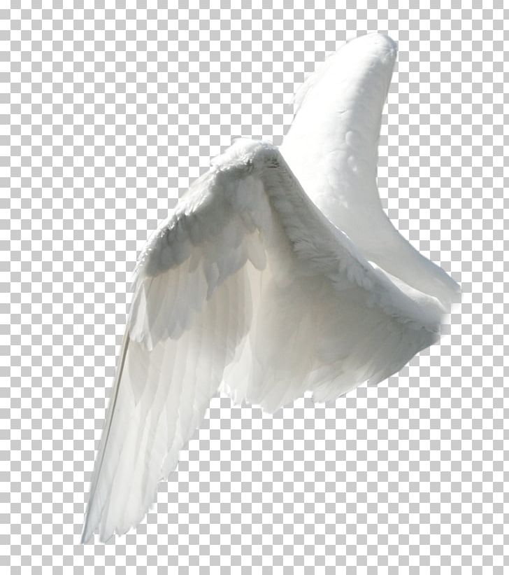 Angel Wing PNG, Clipart, Angel, Angels Wings, Angel Wing, Angel Wings, Animals Free PNG Download