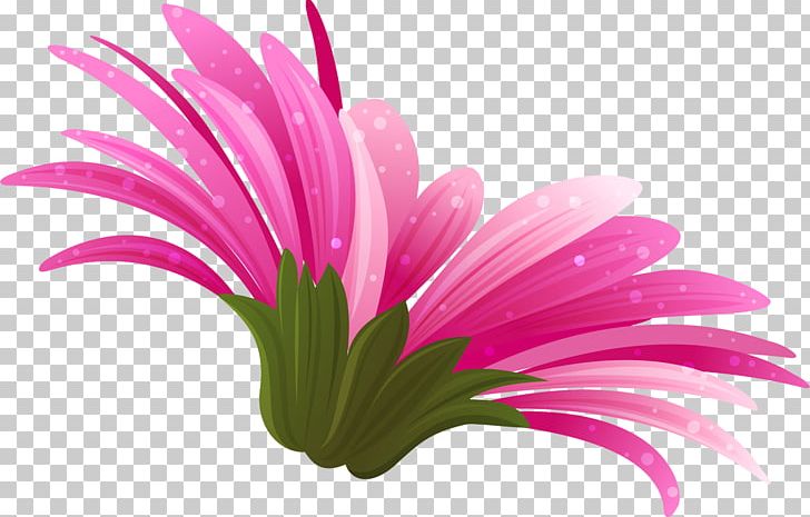 Pink Transvaal Daisy Color PNG, Clipart, Chrysanthemum, Chrysanths, Closeup, Color, Daisy Free PNG Download