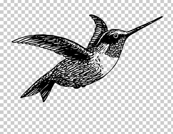 Ruby-throated Hummingbird Pillow PNG, Clipart, Animals, Archilochus, Beak, Black And White, Blackchinned Hummingbird Free PNG Download