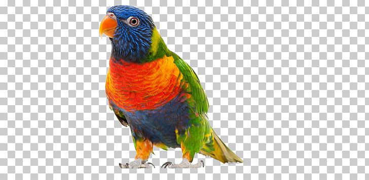Parrot PNG, Clipart, Parrot Free PNG Download