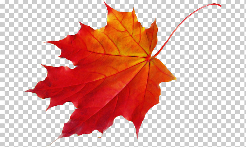 Maple Leaf PNG, Clipart, Black Maple, Deciduous, Leaf, Maple, Maple Leaf Free PNG Download