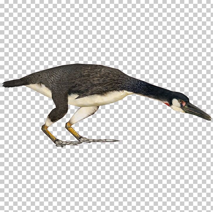 Bird Hesperornis Archaeopteryx Beak Cygnini PNG, Clipart, Animals, Archaeopteryx, Beak, Big As, Bird Free PNG Download