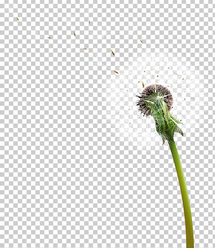 Common Dandelion PNG, Clipart, Common Dandelion, Computer Icons, Dandelion, Digital Image, Display Resolution Free PNG Download