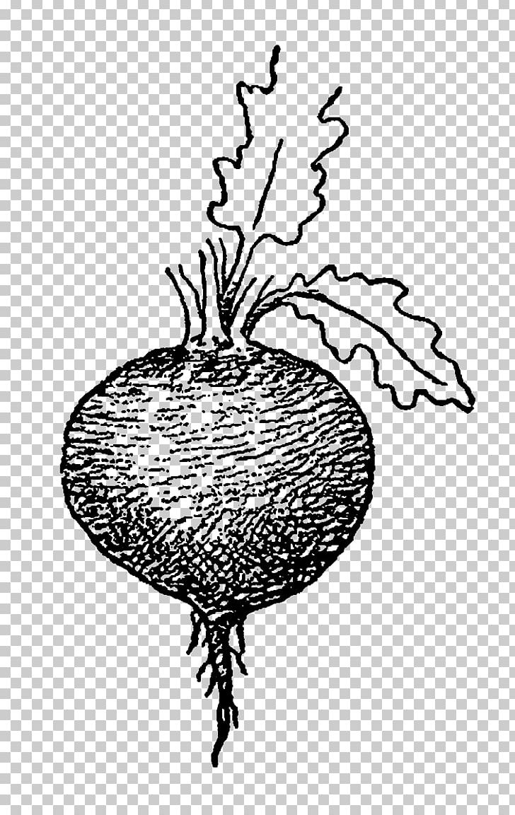 Drawing Beetroot Tuber Parsnip PNG, Clipart, Art, Beetroot, Black And White, Branch, Drawing Free PNG Download