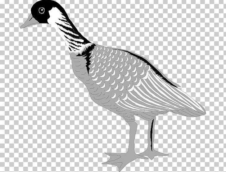 Greylag Goose Bird Cygnini PNG, Clipart, Animals, Anseriformes, Beak, Bird, Black And White Free PNG Download
