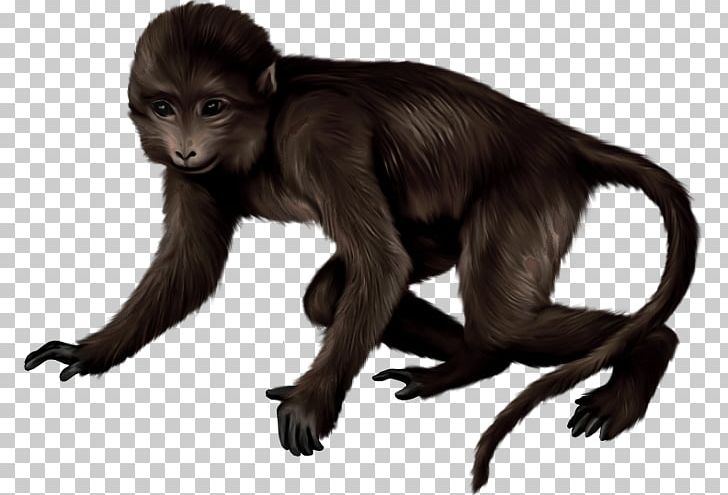 Macaque Primate Monkey Drawing PNG, Clipart, Animal, Animals, Animated, Crawl, Drawing Free PNG Download