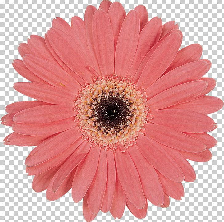 Transvaal Daisy O’zapft Is! Oktoberfest Cut Flowers Paper PNG, Clipart, Amaryllis, Asterales, Cake, Chrysanthemum, Daisy Free PNG Download