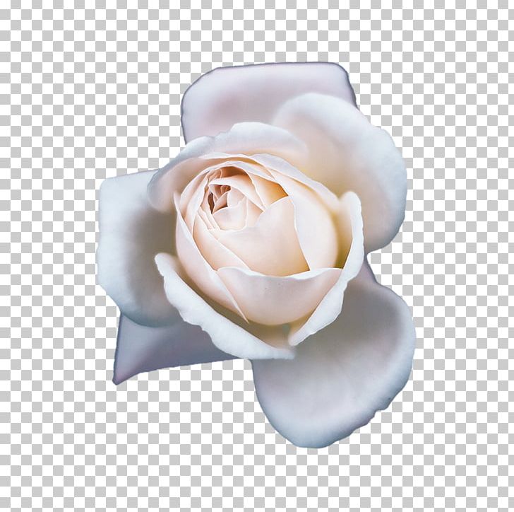 Champagne Garden Roses Beach Rose Flower PNG, Clipart, Beach Rose, Beautiful, Beautiful Flowers, Bloom, Blooming Free PNG Download