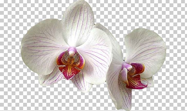 Moth Orchids Aphid Plant Lucky Bamboo PNG, Clipart, Aphid, Aretus, Cattleya, Cultivar, Flower Free PNG Download