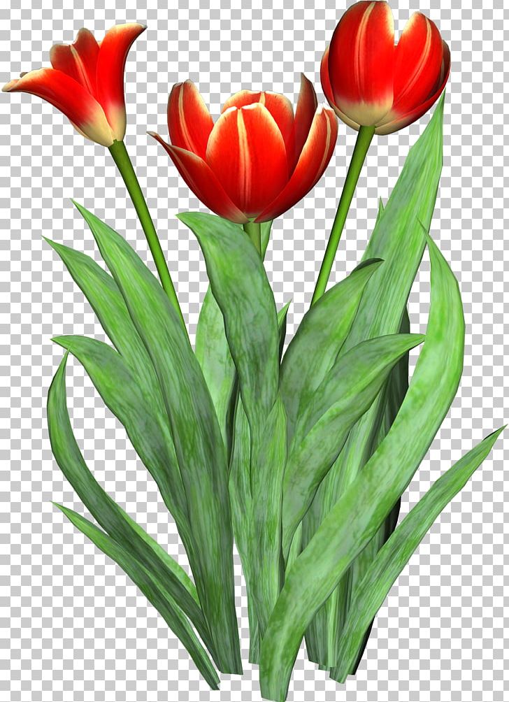 Tulip Cut Flowers PNG, Clipart, Clip Art, Cut Flowers, Floristry, Flower, Flower Bouquet Free PNG Download