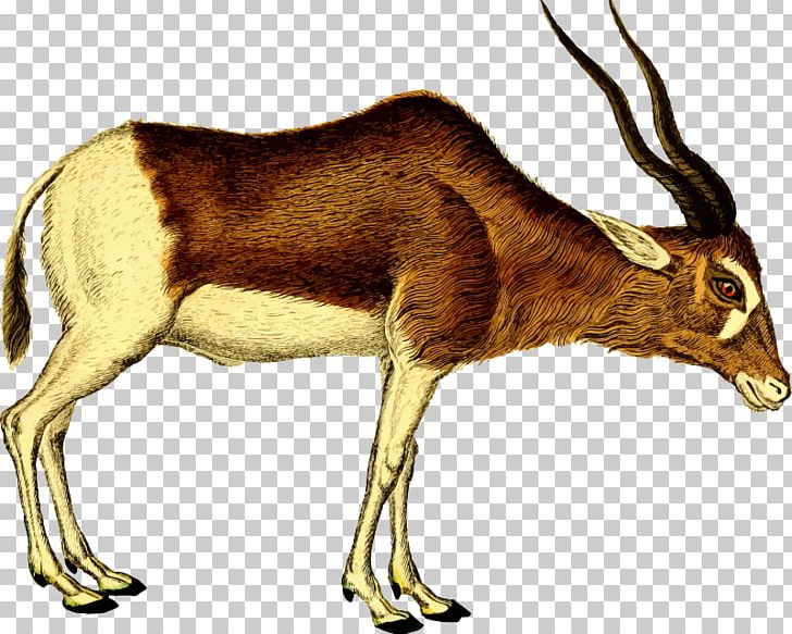 Antelope Pronghorn Deer PNG, Clipart, Animal, Animals, Antelope, Antler, Cattle Like Mammal Free PNG Download