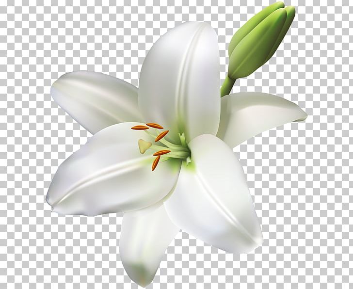 Arum-lily Easter Lily Tiger Lily Lilium Bulbiferum Lilium Candidum PNG, Clipart, Artificial Flower, Arumlily, Callalily, Calla Lily, Color Free PNG Download