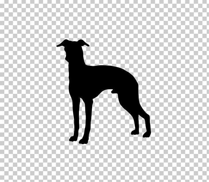 Italian Greyhound Whippet Spanish Greyhound Dog Breed PNG, Clipart, Animal, Black And White, Breed, Carnivoran, Coat Free PNG Download