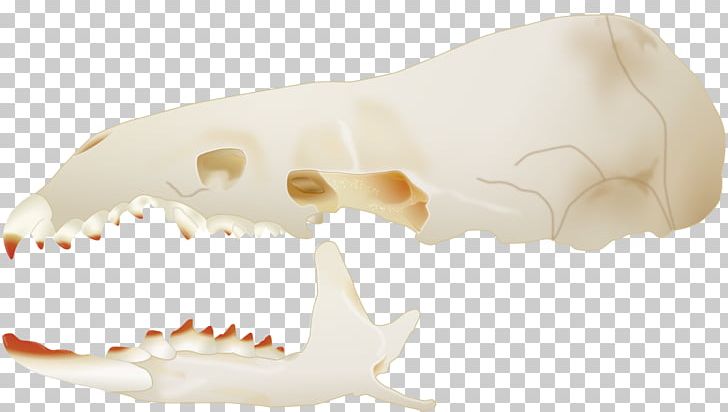 Marsh Shrew Skull Greater White-toothed Shrew Velociraptor PNG, Clipart, Bone, Etruscan Shrew, Eye, Genus, Jaw Free PNG Download