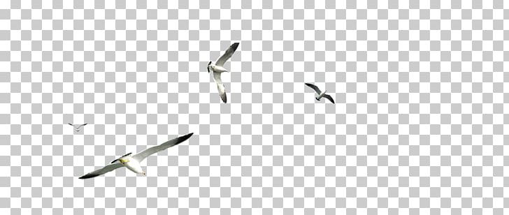 Flight Gulls Airplane PNG, Clipart, Animal Migration, Beak, Bird, Bird Migration, Download Free PNG Download