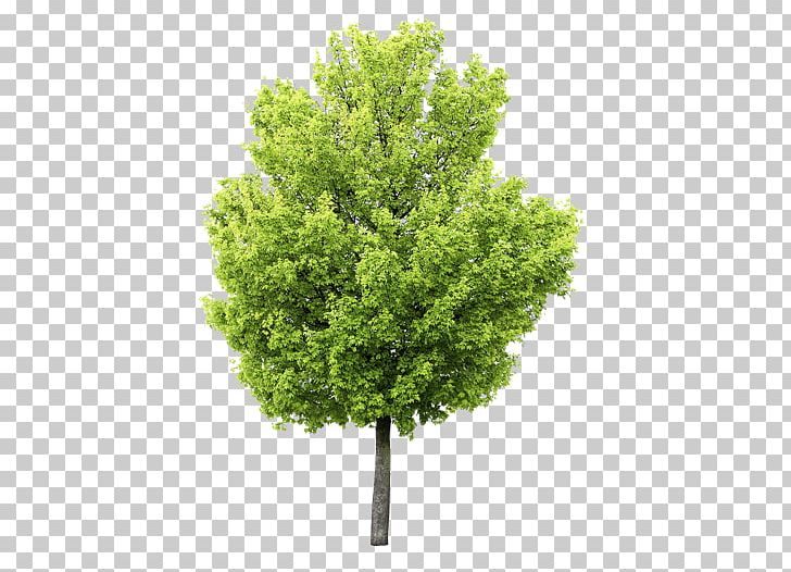 Fototapet Paper Tree Fond Blanc Green PNG, Clipart, Color, Fond Blanc, Fototapet, Fototapeta, Grass Free PNG Download