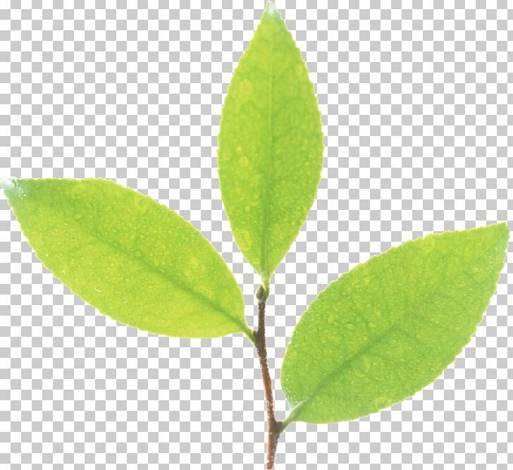Leaf Plant Stem Computer Icons Flora Advertising PNG, Clipart, Advertising, Akismet, Alphabet, Animation, Ansichtkaart Free PNG Download