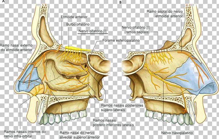 Nasal Cavity Anterior Ethmoidal Nerve Nose Trigeminal Nerve PNG, Clipart, Anatomia, Anatomy, Bone, Cranial Cavity, Cranial Nerves Free PNG Download