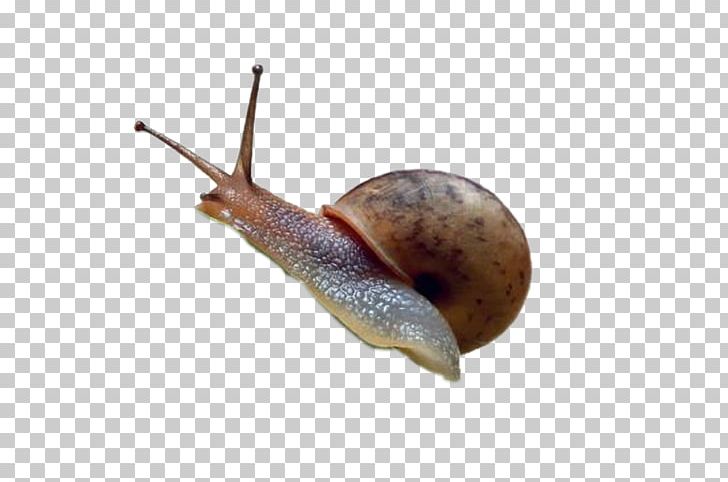 Pond Snails Hyaluronic Acid Stock Photography PNG, Clipart, Animals, Collagen, Escargot, Gastropods, Hyaluronic Acid Free PNG Download