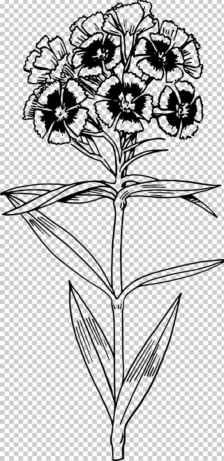 Sweet William Drawing Floral Design PNG, Clipart, Art, Artwork, Biennial Plant, Branch, Fictional Character Free PNG Download