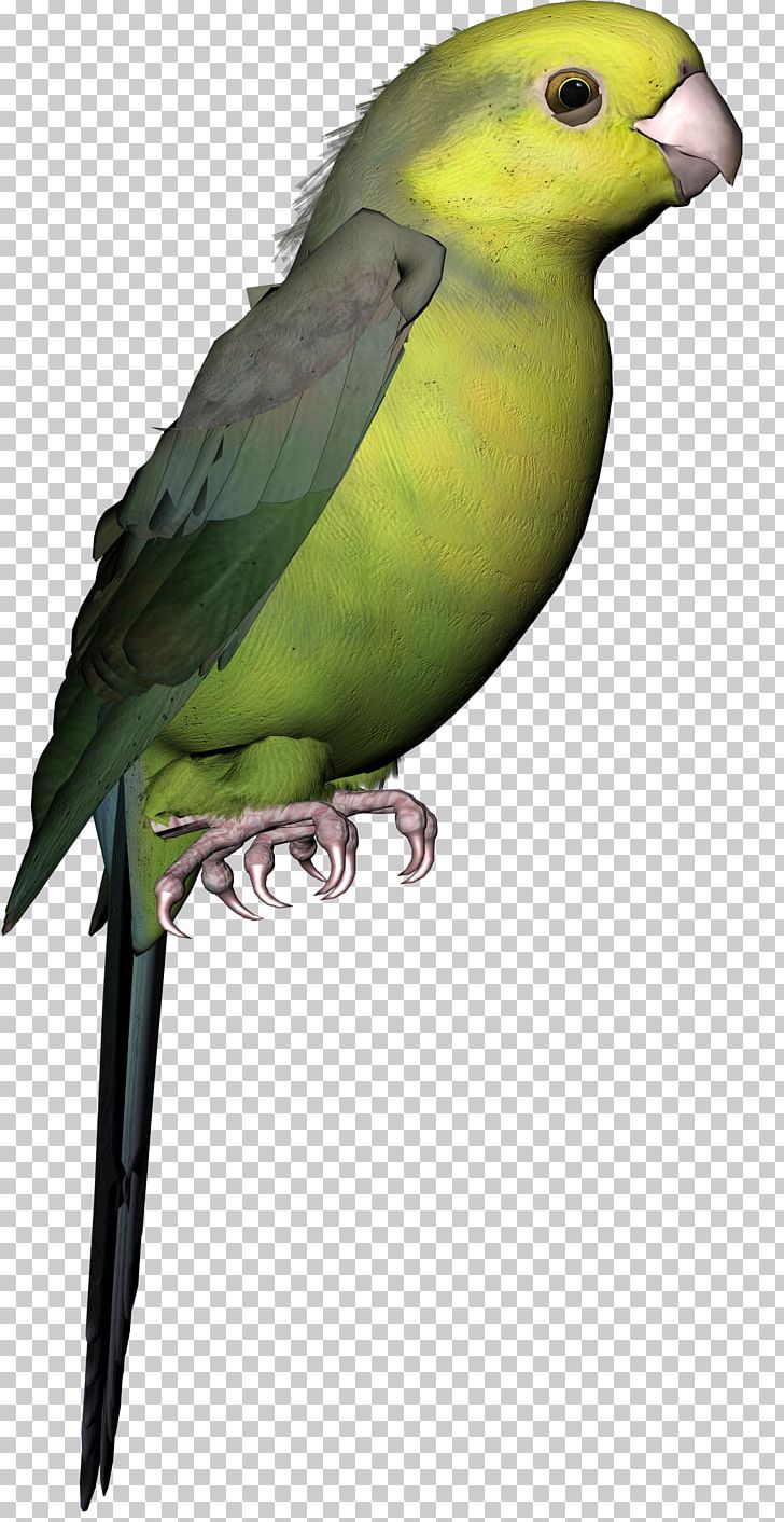 Budgerigar Parakeet Lovebird Macaw PNG, Clipart, Animals, Beak, Bird, Budgerigar, Common Pet Parakeet Free PNG Download