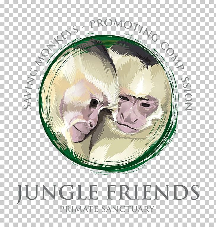 Capuchin Monkey Jungle Friends Primate Sn Center White-headed Capuchin Ape PNG, Clipart, Animal, Animals, Animal Sanctuary, Ape, Capuchin Monkey Free PNG Download