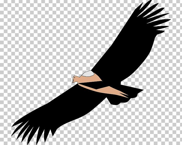 Bird Portable Network Graphics Vulture Graphics PNG, Clipart, Accipitriformes, Animals, Beak, Bird, Bird Of Prey Free PNG Download