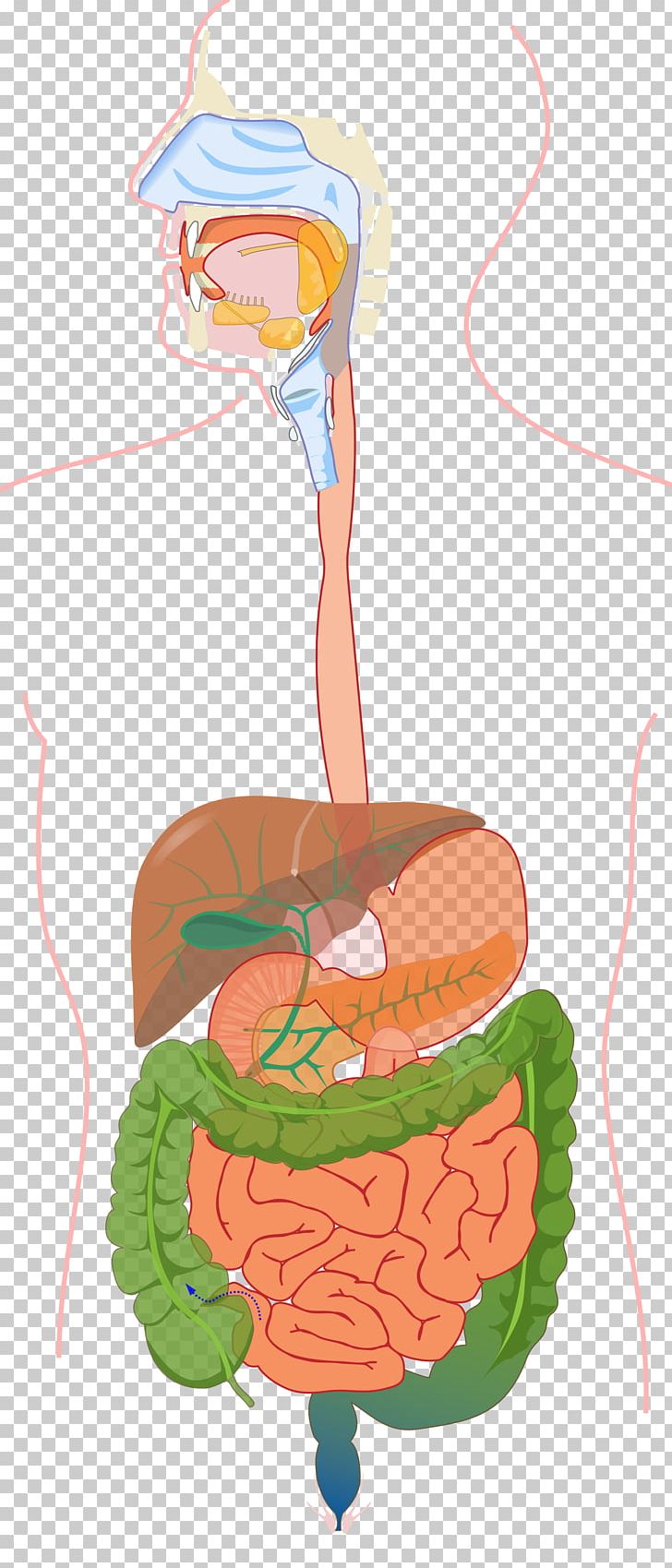 Gastrointestinal Tract Human Digestive System Digestion Endocrine System Organ System PNG, Clipart, Anatomy, Art, Chart, Diagram, Digestion Free PNG Download
