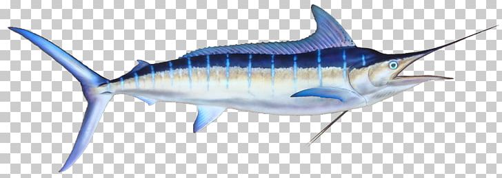 Marlin Fishing Black Marlin Atlantic Blue Marlin PNG, Clipart, Angling, Atlantic Blue Marlin, Bait Fish, Billfish, Black Marlin Free PNG Download