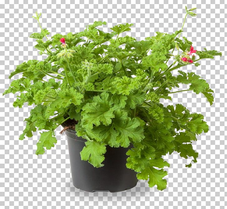 Plant Geraniums Crane's-bill Odor Chervil PNG, Clipart, Chervil, Cranesbill, Fines Herbes, Flower, Flowerpot Free PNG Download