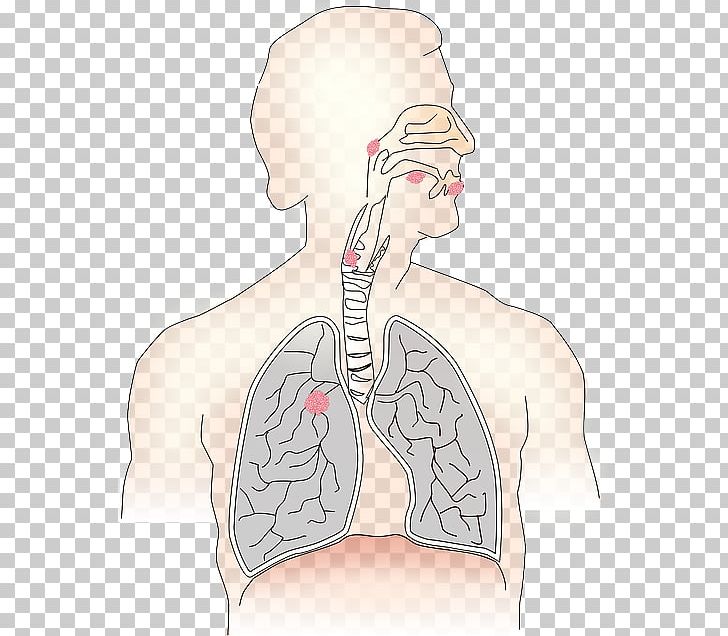 Respiratory System Breathing Respiratory Tract Lung Human Body PNG, Clipart, Abdomen, Arm, Breathing, Face, Hand Free PNG Download