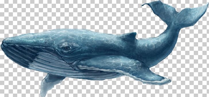 Common Bottlenose Dolphin Rough-toothed Dolphin Tucuxi Cetacea Blue Whale PNG, Clipart, Animal, Animal Figure, Blue, Bottlenose Dolphin, Cetacea Free PNG Download