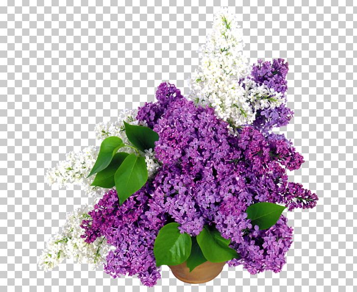 Common Lilac Flower Bouquet Cut Flowers PNG, Clipart, Annual Plant, Ceramic, Common Lilac, Cut Flowers, Desktop Wallpaper Free PNG Download