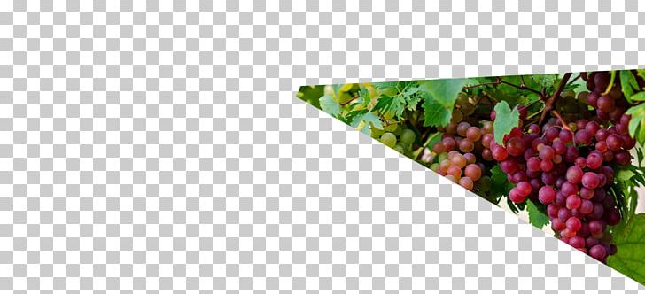 Grape Raisin Local Food PNG, Clipart, Blog, Digital Media, Farmer, Food, Fruit Free PNG Download