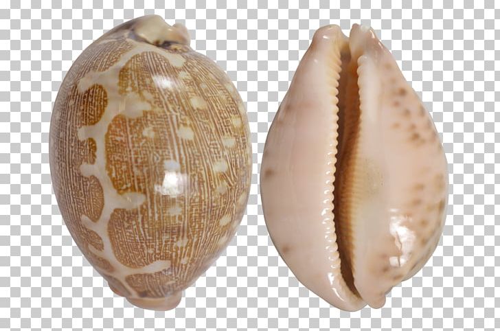 Cypraea Tigris Cockle Clam Seashell Cowry PNG, Clipart, Animals, Artifact, Clam, Clams Oysters Mussels And Scallops, Cockle Free PNG Download