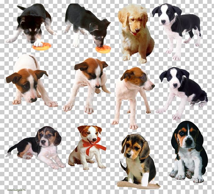 Dog Breed Puppy Beagle PNG, Clipart, Animals, Beagle, Breed, Breed Group Dog, Carnivoran Free PNG Download