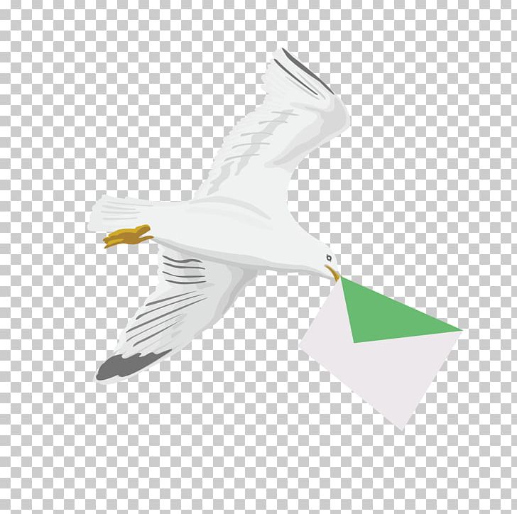 Homing Pigeon Bird Pigeon Post PNG, Clipart, Animals, Beak, Book, Charadriiformes, Design Free PNG Download