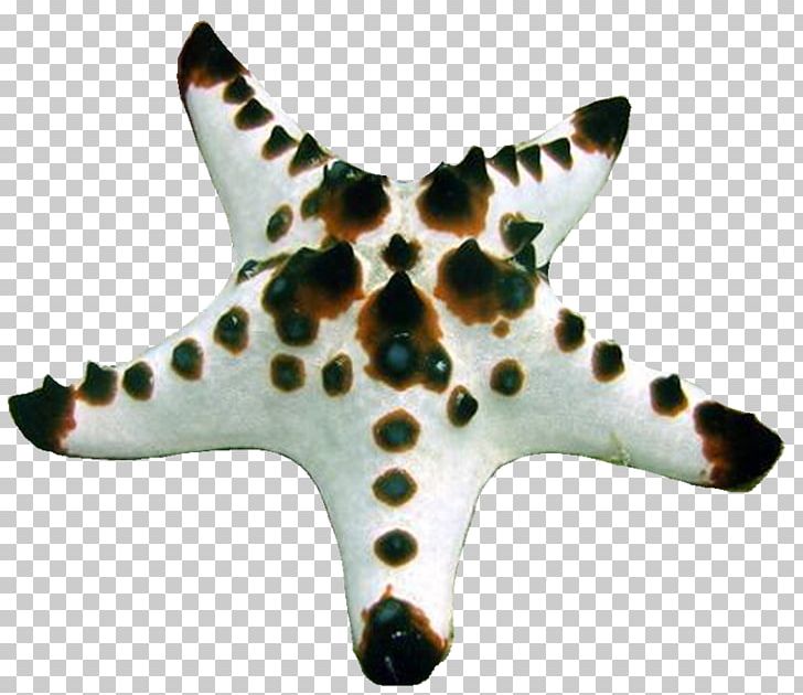 Starfish PhotoScape GIMP PNG, Clipart, Blog, Echinoderm, Gimp, Invertebrate, Madrid Free PNG Download