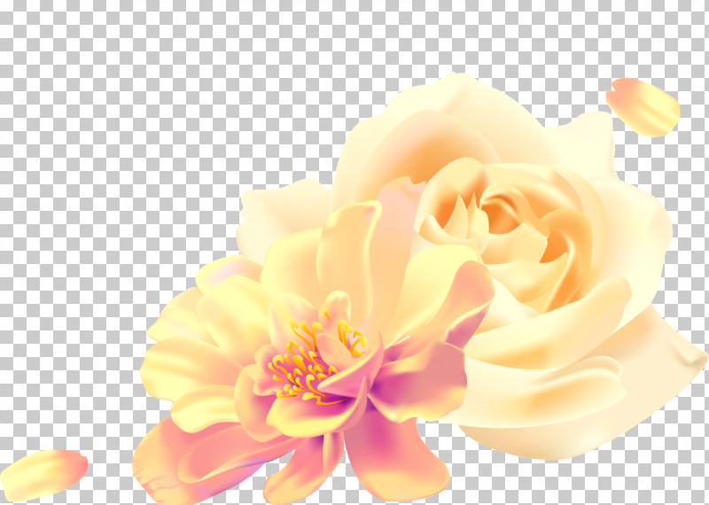 Two Flowers Two Roses Valentines Day PNG, Clipart, Cut Flowers, Flower, Garden Roses, Orange, Peach Free PNG Download