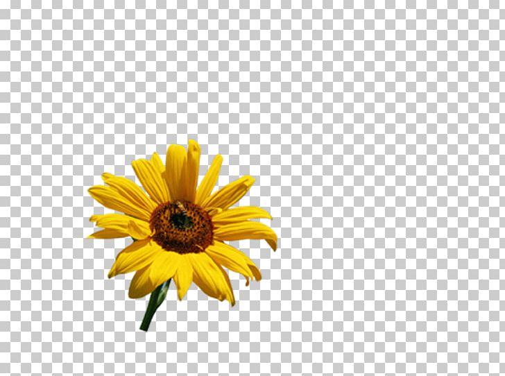 Common Sunflower PNG, Clipart, Adobe Systems, Common Sunflower, Daisy, Daisy Family, Flower Free PNG Download