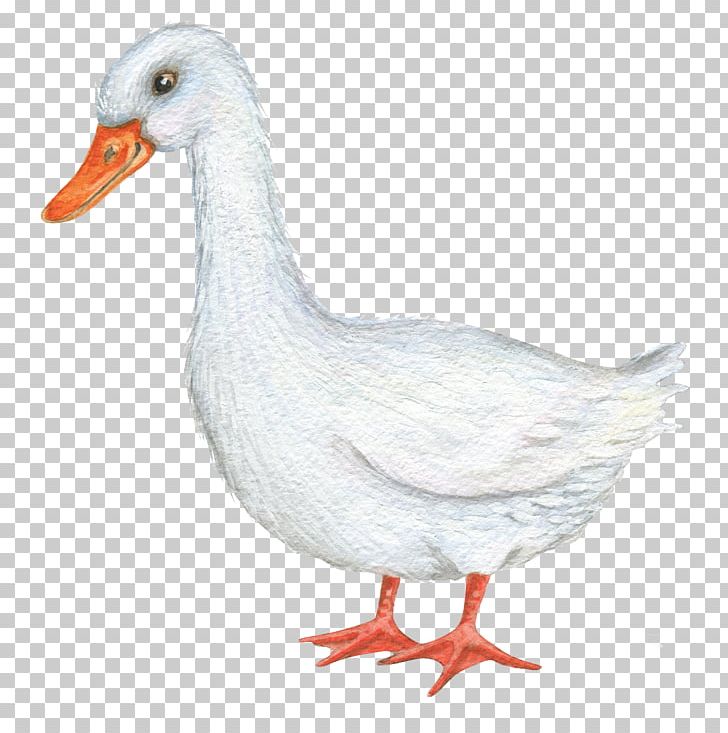Duck Illustrator Illustration PNG, Clipart, Animals, Animation, Background White, Beak, Bird Free PNG Download
