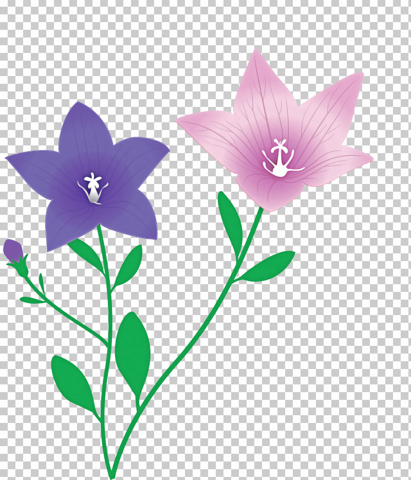 Balloon Flower PNG, Clipart, Balloon Flower, Flora, Flower, Herbaceous Plant, Lavender Free PNG Download
