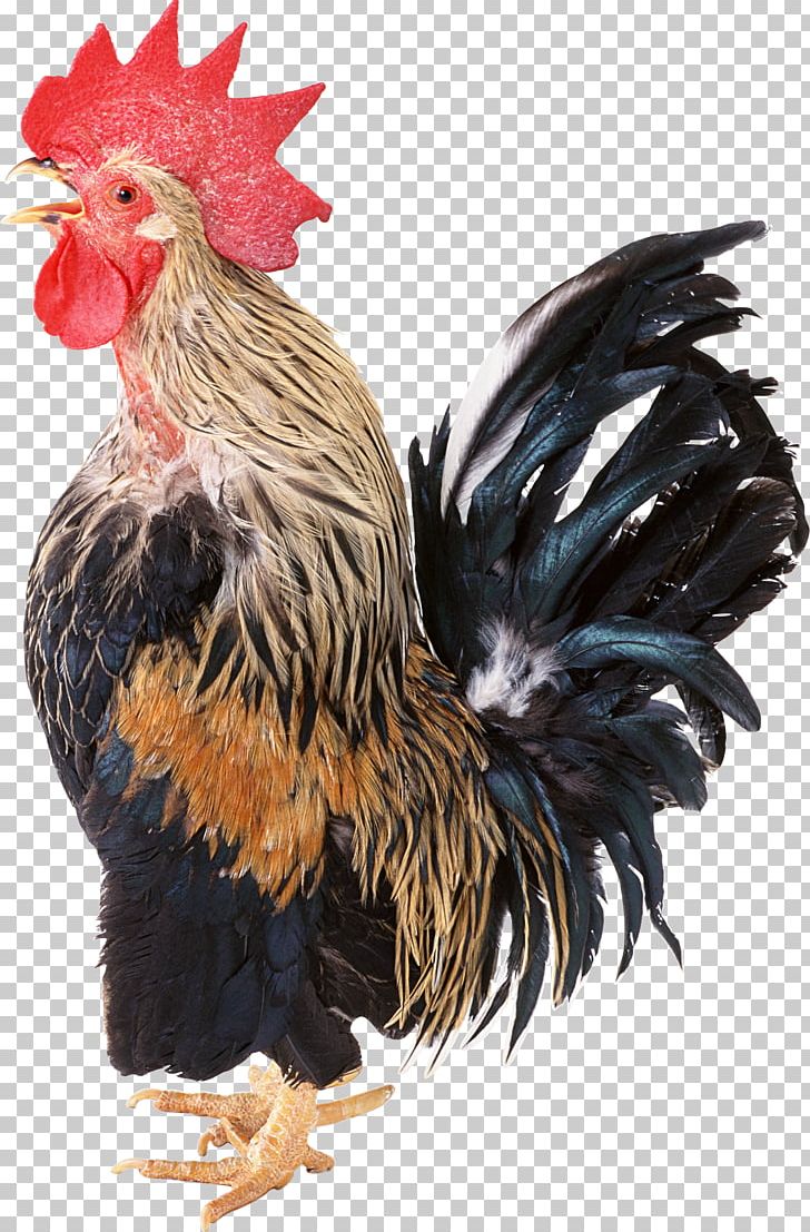 Cock PNG, Clipart, Cock Free PNG Download