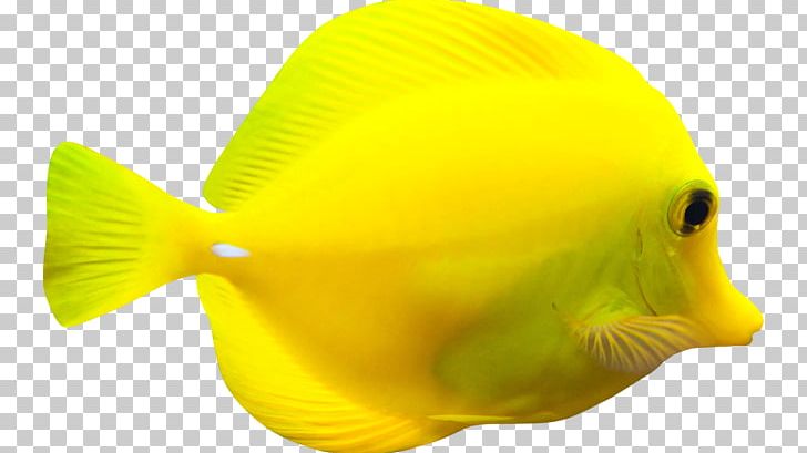 Fish Yellow RGB Color Model Ты PNG, Clipart, Animals, Color, Coral Reef Fish, Fin, Fish Free PNG Download